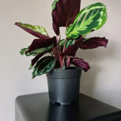 Plastikust ettekasvatuspotid 16cm 500tk Soodukas.Com