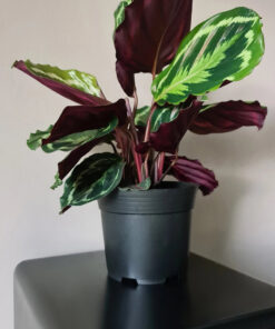 istutuspotid 500tk 2