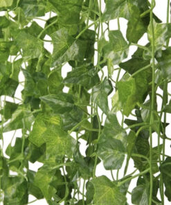 Dekoratiivsed luuderohu väädid