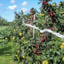 Holograafiline lindude peletamise lint 5x50m – Soodukas.Com Holograafiline lindude peletamise lint 5x50m Soodukas.Com