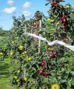 lindude peletamise lint 3