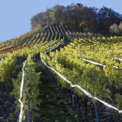 Holograafiline lindude peletamise lint 5x50m – Soodukas.Com Holograafiline lindude peletamise lint 5x50m Soodukas.Com