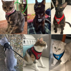 Traksid + jalutusrihm koertele – Soodukas.Com Traksid + jalutusrihm koertele Soodukas.Com