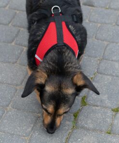 Alternative view of Traksid + jalutusrihm koertele