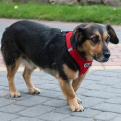 Traksid + jalutusrihm koertele – Soodukas.Com Traksid + jalutusrihm koertele Soodukas.Com