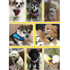 Traksid + jalutusrihm koertele – Soodukas.Com Traksid + jalutusrihm koertele Soodukas.Com