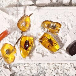 Väljakaevamiskomplekt - putukad merevaigus – Soodukas.Com Väljakaevamiskomplekt - putukad merevaigus Soodukas.Com