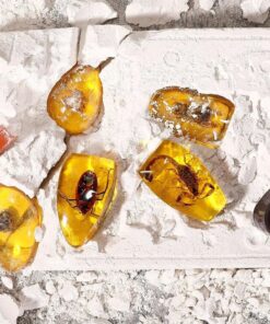 Valjakaevamiskomplekt 1