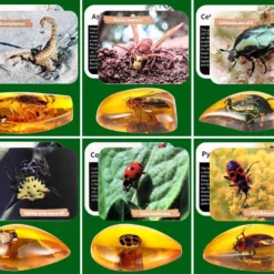 Väljakaevamiskomplekt - putukad merevaigus – Soodukas.Com Väljakaevamiskomplekt - putukad merevaigus Soodukas.Com