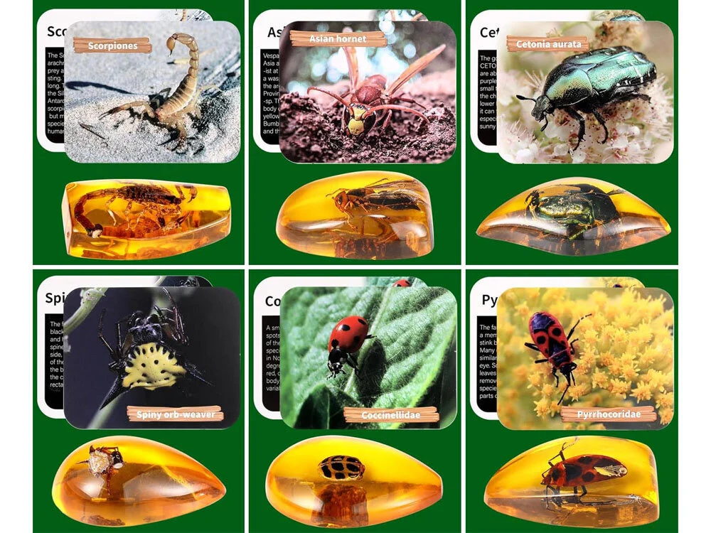 Väljakaevamiskomplekt - putukad merevaigus - Image 5