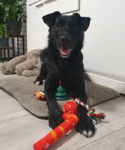 Jõulupakk koerale - koeramänguasjad 6tk