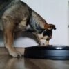 automaatne sootur lemmikloomadele 1