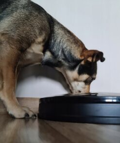 automaatne sootur lemmikloomadele 1