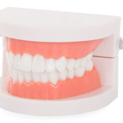 Alternative view of Hariduslik hammaste mudel