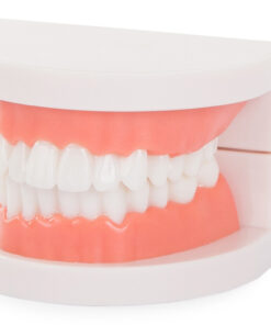 Alternative view of Hariduslik hammaste mudel