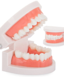 Hariduslik hammaste mudel