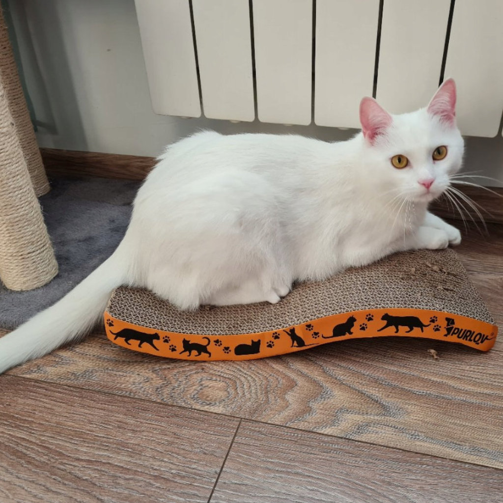 Kassi kraapimismatt – Soodukas.Com Kassi kraapimismatt - Image 2