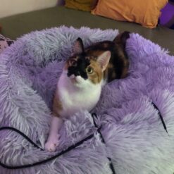 Koerapesa / kassipesa 60cm Soodukas.Com