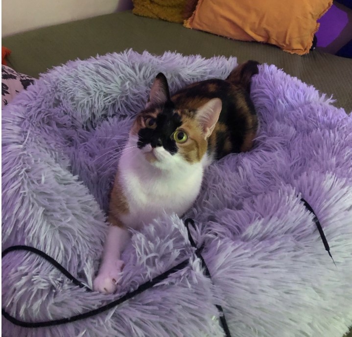 Koerapesa / kassipesa 60cm - Image 13