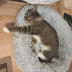 Koerapesa / kassipesa 60cm Soodukas.Com