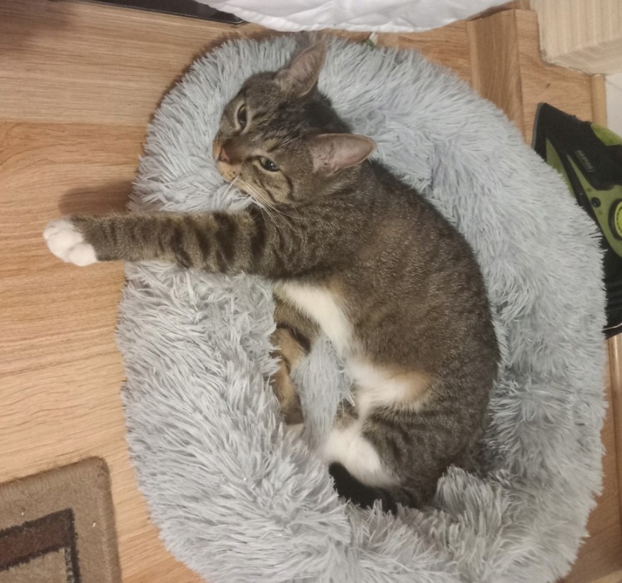 Koerapesa / kassipesa 60cm - Image 18