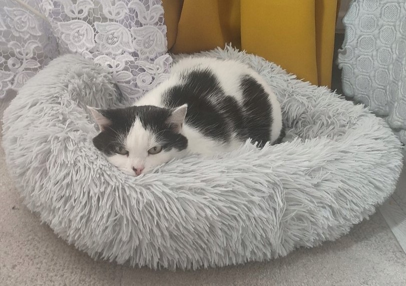 Koerapesa / kassipesa 60cm - Image 19