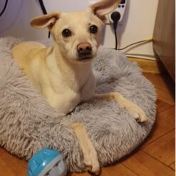 Koerapesa / kassipesa 60cm Soodukas.Com