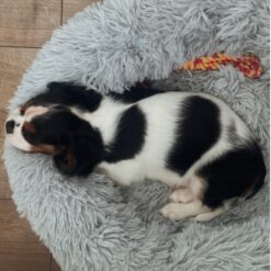 Koerapesa / kassipesa 60cm Soodukas.Com