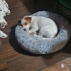 Koerapesa / kassipesa 60cm Soodukas.Com