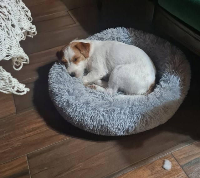 Koerapesa / kassipesa 60cm - Image 4