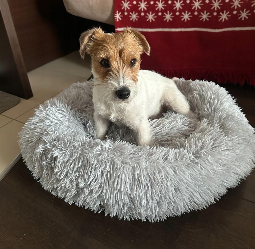 Koerapesa / kassipesa 60cm - Image 7