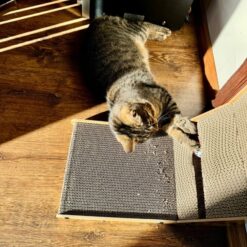 Kassi kraapimissein mänguasjaga Soodukas.Com