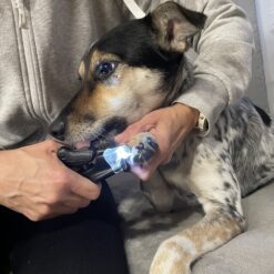 Alternative view of Valgustusega küünetangid kassidele ja koeradele + küüneviil