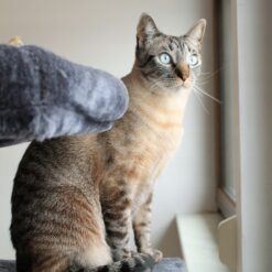 Mitmetasandiline kraapimispostidega kassimaja – Soodukas.Com Mitmetasandiline kraapimispostidega kassimaja Soodukas.Com