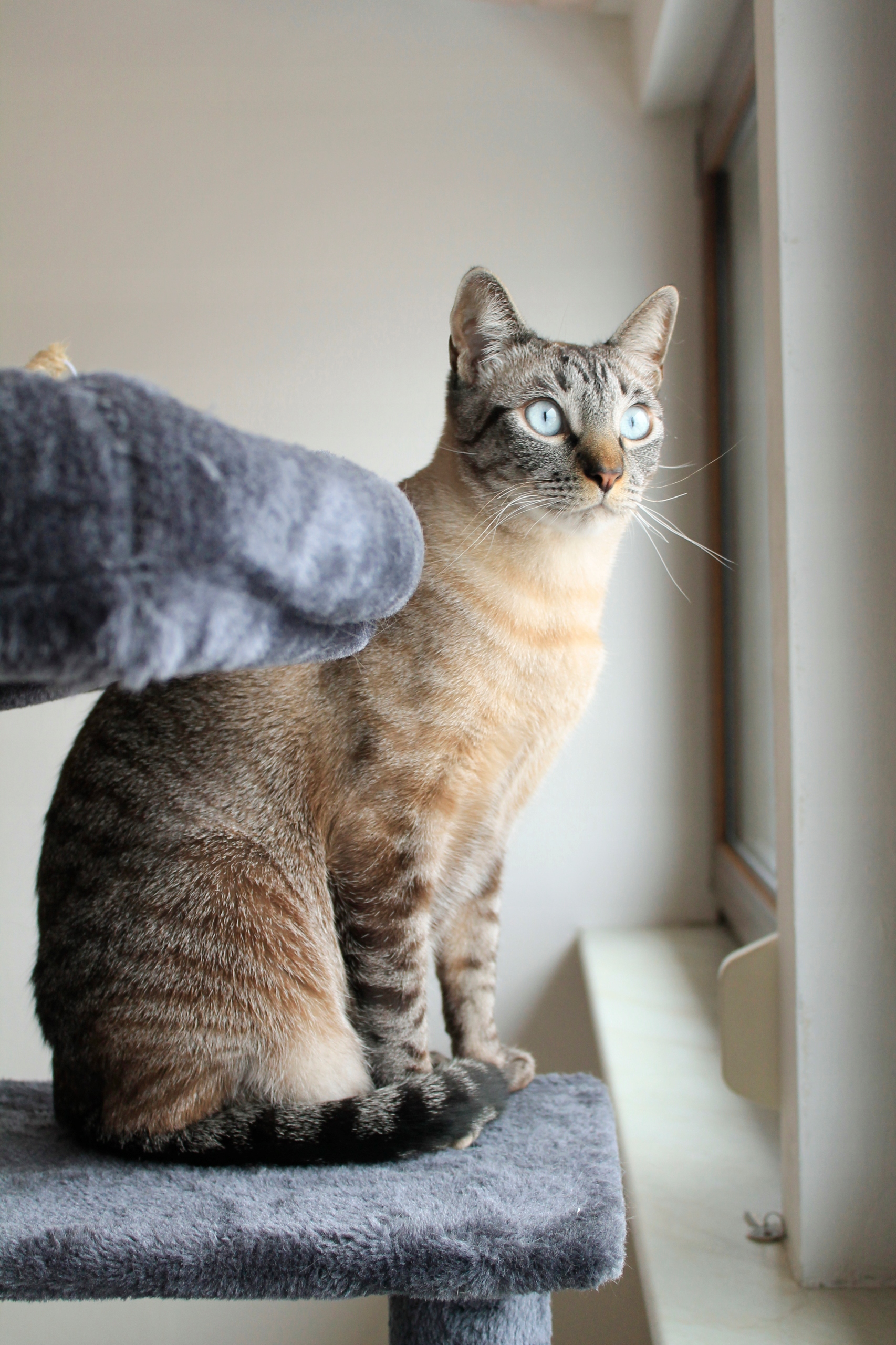 Mitmetasandiline kraapimispostidega kassimaja – Soodukas.Com Mitmetasandiline kraapimispostidega kassimaja - Image 15