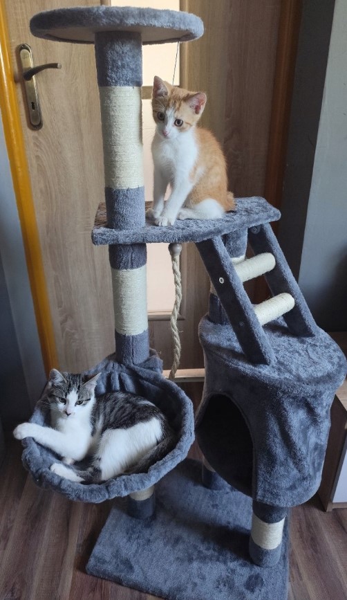 Mitmetasandiline kraapimispostidega kassimaja – Soodukas.Com Mitmetasandiline kraapimispostidega kassimaja - Image 4