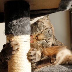 Mitmetasandiline kraapimispostidega kassimaja – Soodukas.Com Mitmetasandiline kraapimispostidega kassimaja Soodukas.Com