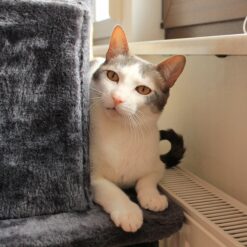 Mitmetasandiline kraapimispostidega kassimaja – Soodukas.Com Mitmetasandiline kraapimispostidega kassimaja Soodukas.Com