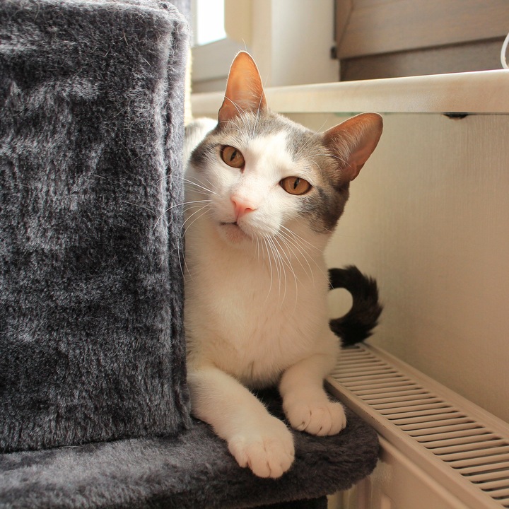 Mitmetasandiline kraapimispostidega kassimaja – Soodukas.Com Mitmetasandiline kraapimispostidega kassimaja - Image 14