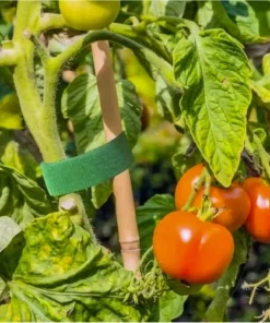 Alternative view of Takjapael taimede toestamiseks 5m