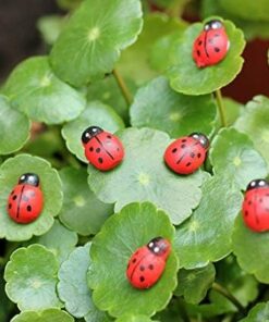 Alternative view of Puidust lepatriinudega kleepsud 50tk