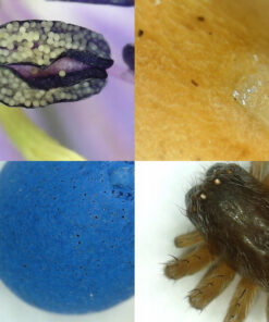 Digitaalne mikroskoop – Soodukas.Com Digitaalne mikroskoop Soodukas.Com