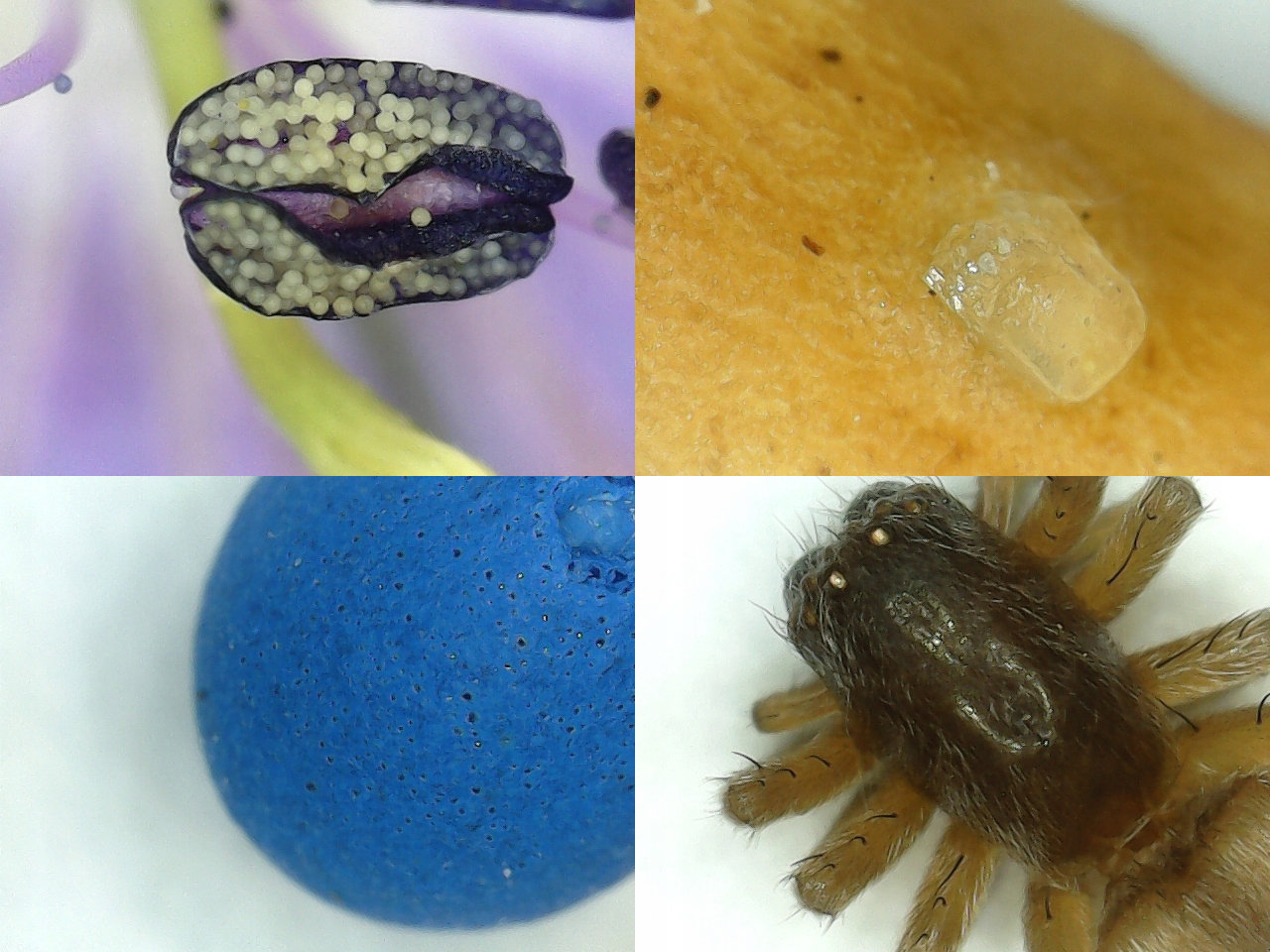 Digitaalne mikroskoop – Soodukas.Com Digitaalne mikroskoop - Image 5