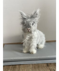 jahutusmatt koerale 8