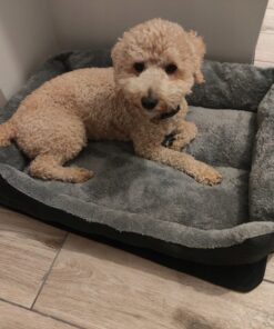 magamispesa koerale voi kassile 2