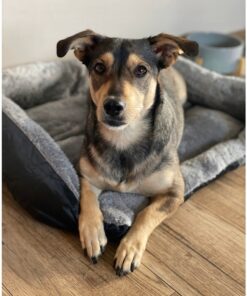 magamispesa koerale voi kassile 5