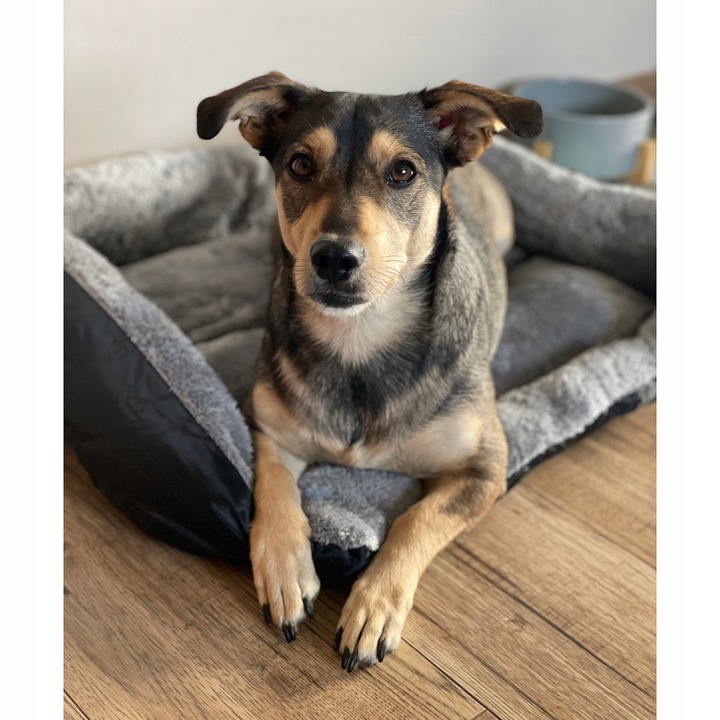 Magamisalus koerale või kassile 60x45cm - Image 4