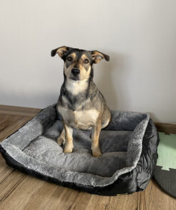 magamispesa koerale voi kassile 6