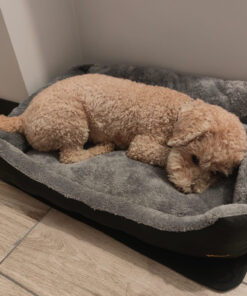 magamispesa koerale voi kassile 7