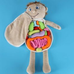 Anatoomia õppimise nukk poiss Soodukas.Com